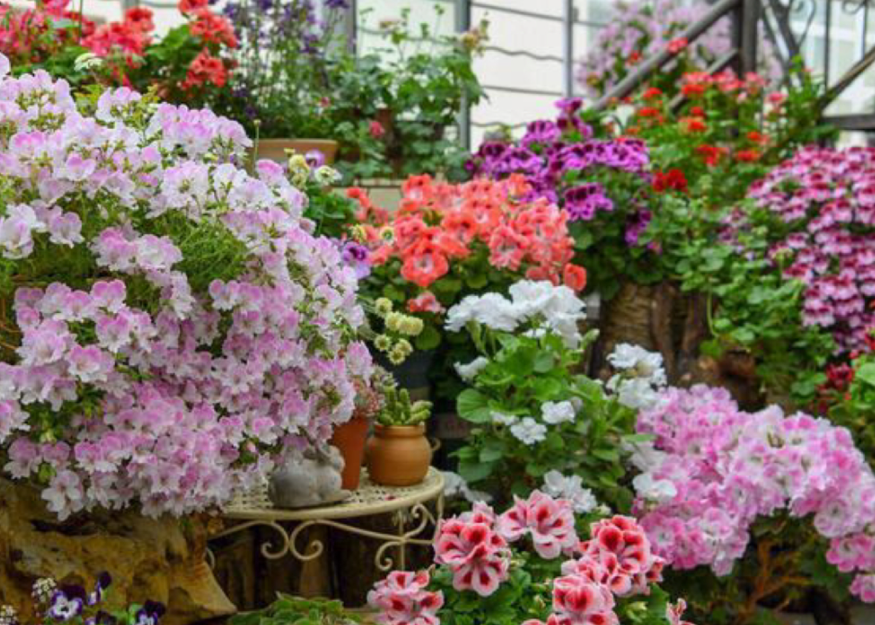 花圃适合种什么花