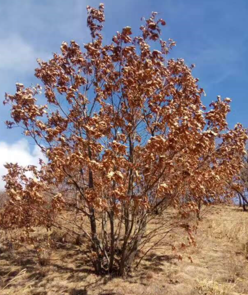 蒙古适合种什么树