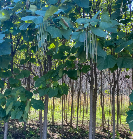 辽宁适合种什么树