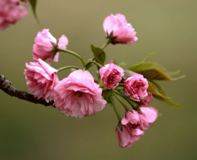 杭州适合种什么树