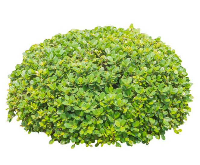 北方庭院适合种什么