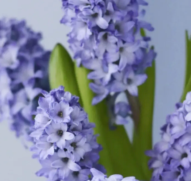 风信子开完花怎么办