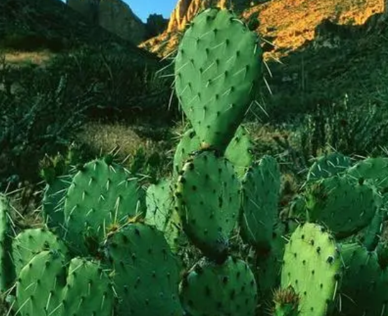 冬天适合种什么盆栽