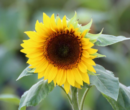 校园适合种什么花