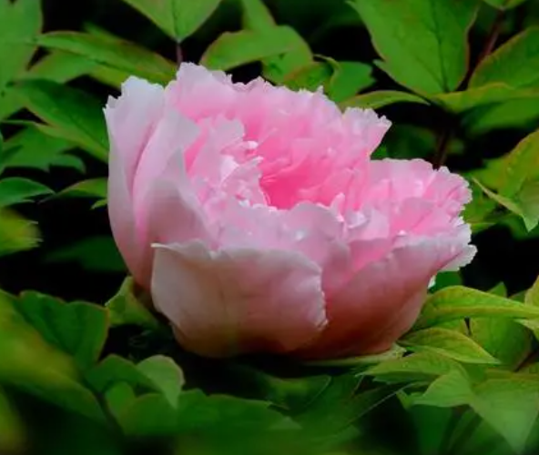 牡丹适合什么季节种