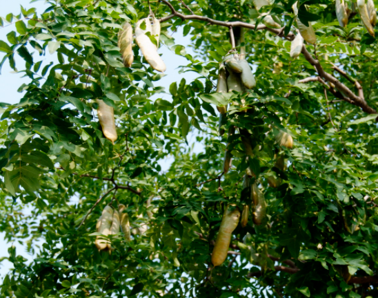 深圳适合种什么树