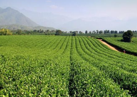 什么气候适合种茶