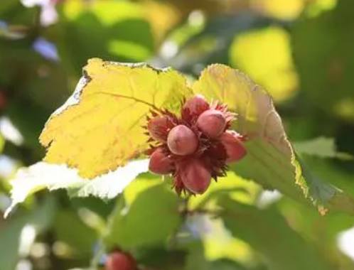 北花园适合种什么