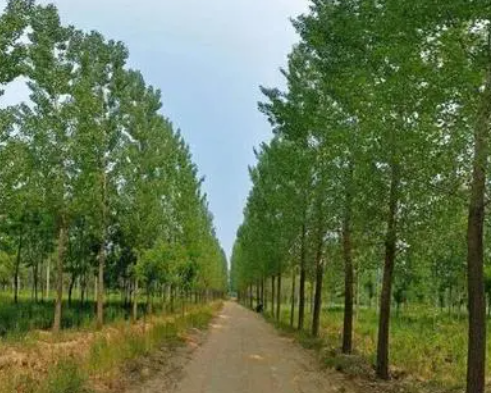 上海适合种什么树