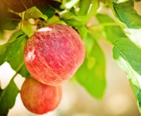 淮北适合种什么果树