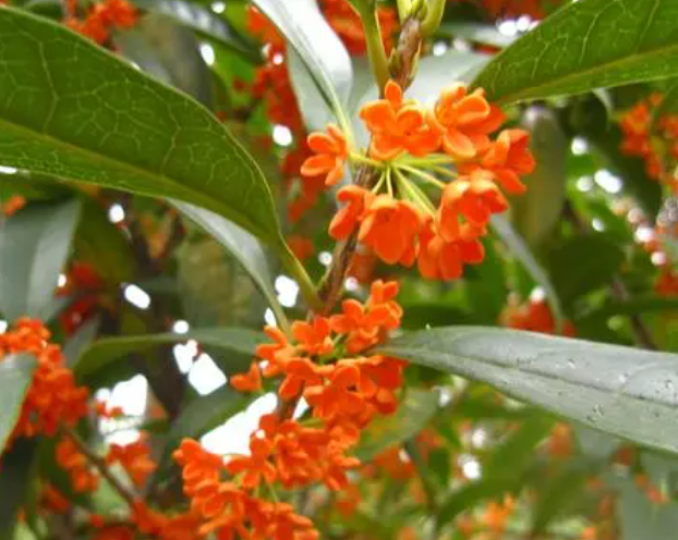 无锡适合种什么树