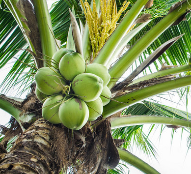 椰土适合种什么