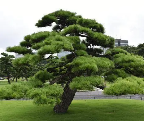 南阳适合种什么树