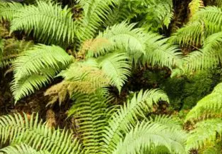 阴凉地适合种什么