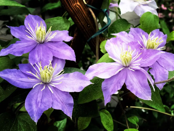 阳台适合种什么花呢