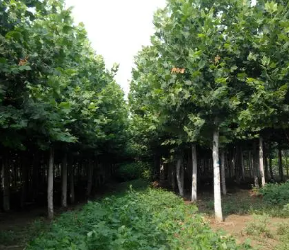 坡地适合种什么树