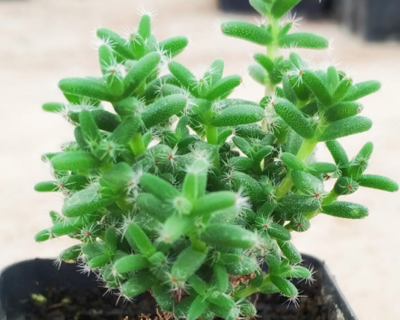 夏天阳台适合种什么