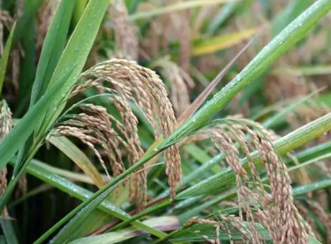 水淹地适合种什么