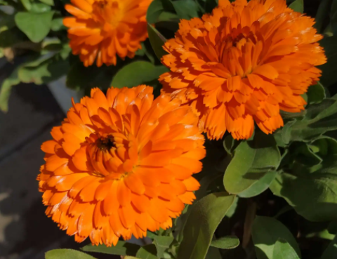 树林下适合种什么