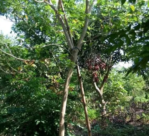 院中适合种什么树