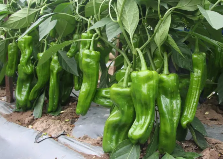 处暑适合种什么菜