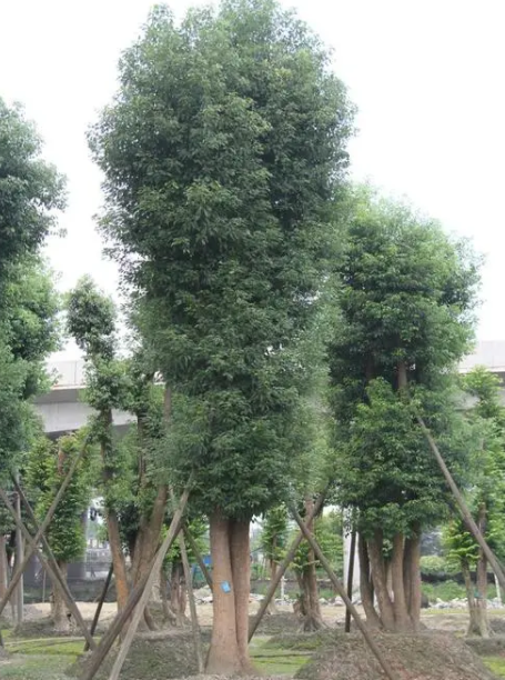 成都适合种什么树