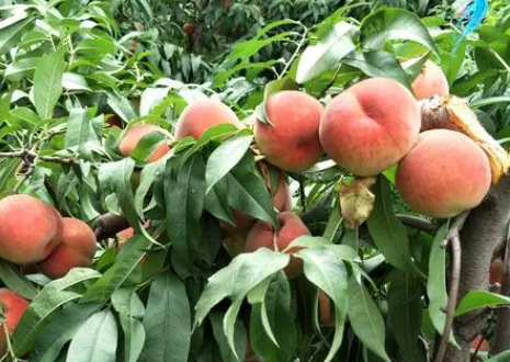 南宁适合种什么树