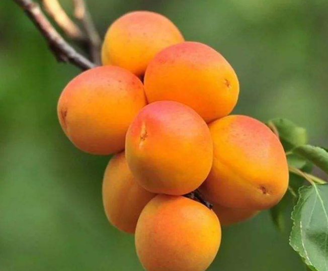 山上适合种什么果树