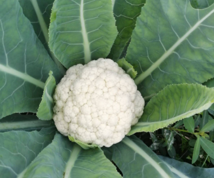 春天适合种什么植物