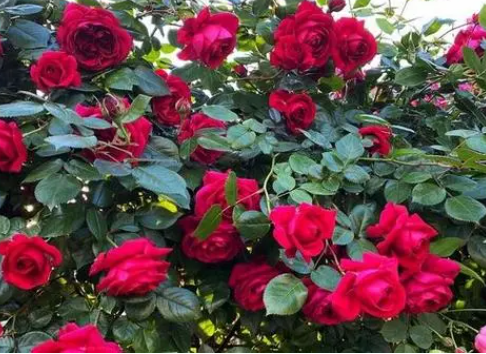 玫瑰什么季节适合种