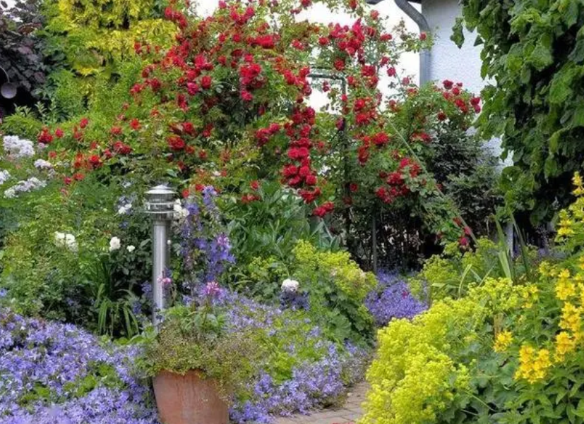 花园适合种什么