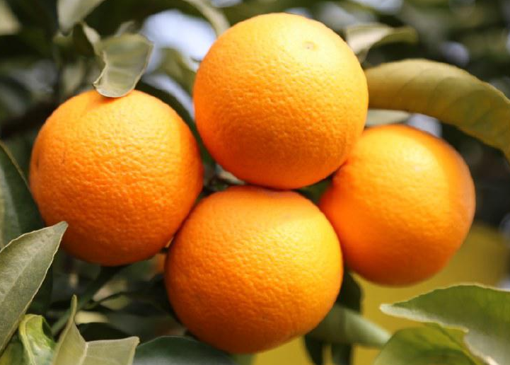 湖北适合种什么水果