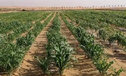 沙性土壤适合种什么