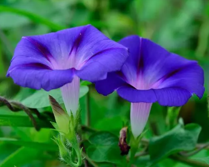 阳台适合种什么花比较好