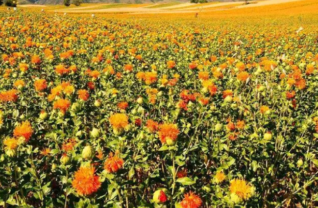 东北的山地适合种什么