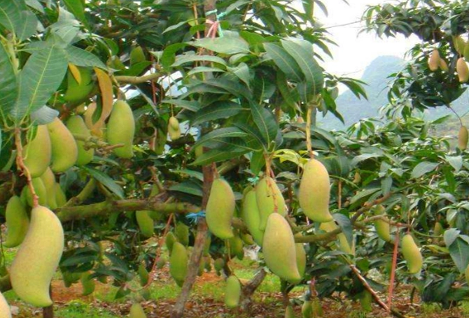 什么地方适合种芒果