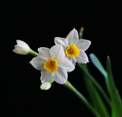 水仙花怕太阳晒吗