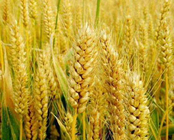 山东省适合种什么