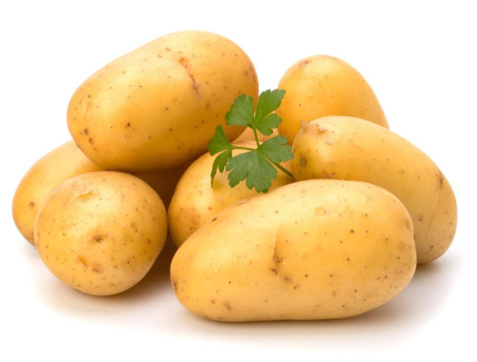 什么树适合种在北面