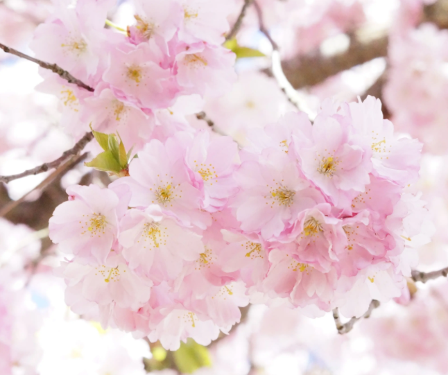 春天北方适合种什么花