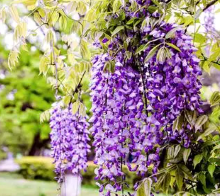 北方春天适合种什么花