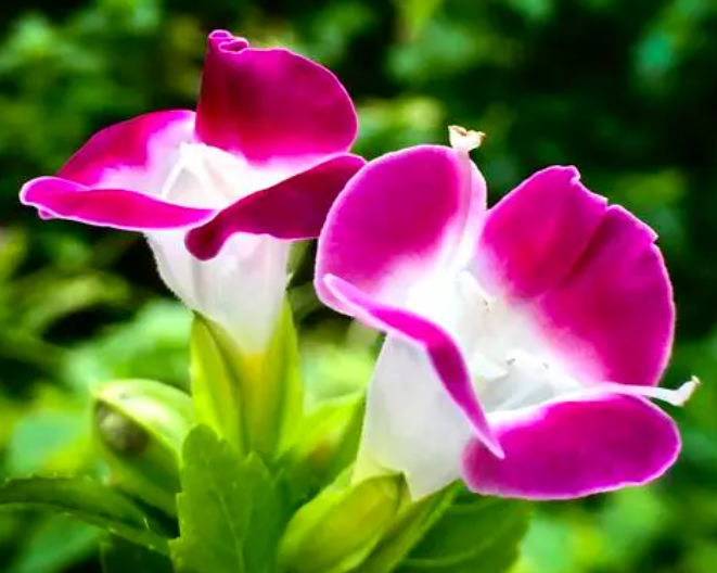 夏季适合种什么花呢