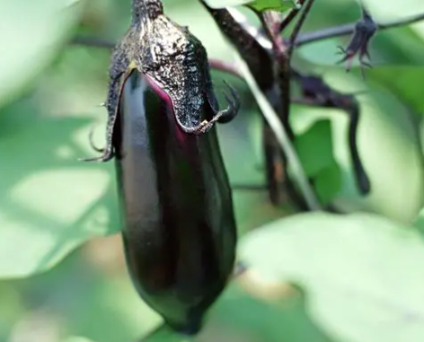 什么菜适合种在树下