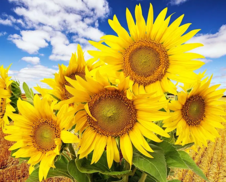 阳台外适合种什么花