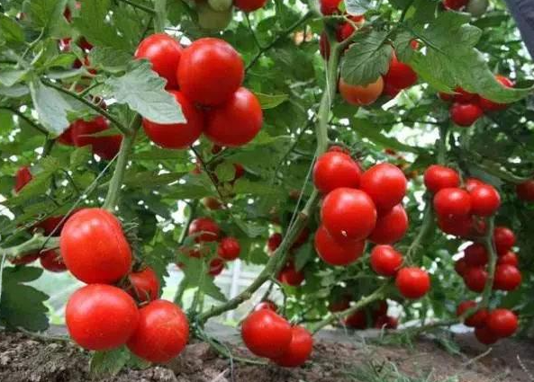 夏末适合种什么菜