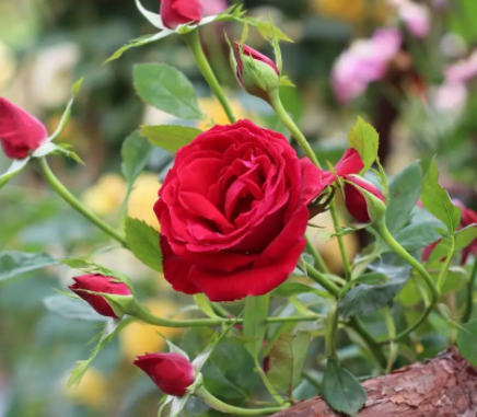 6月适合种什么花