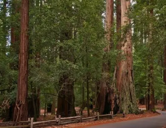 盐减地适合种什么