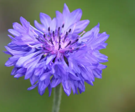 夏天家里适合种什么花