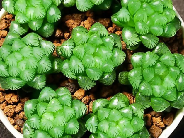 平盆适合种什么花