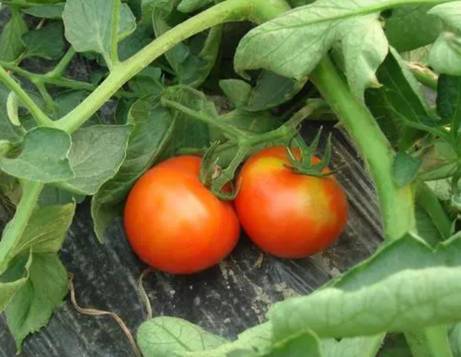 现在季节适合种什么菜